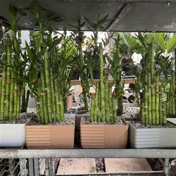 Lucky Bamboo In Clay & Ceramic Pot. SPECIAL PRICE 🤩