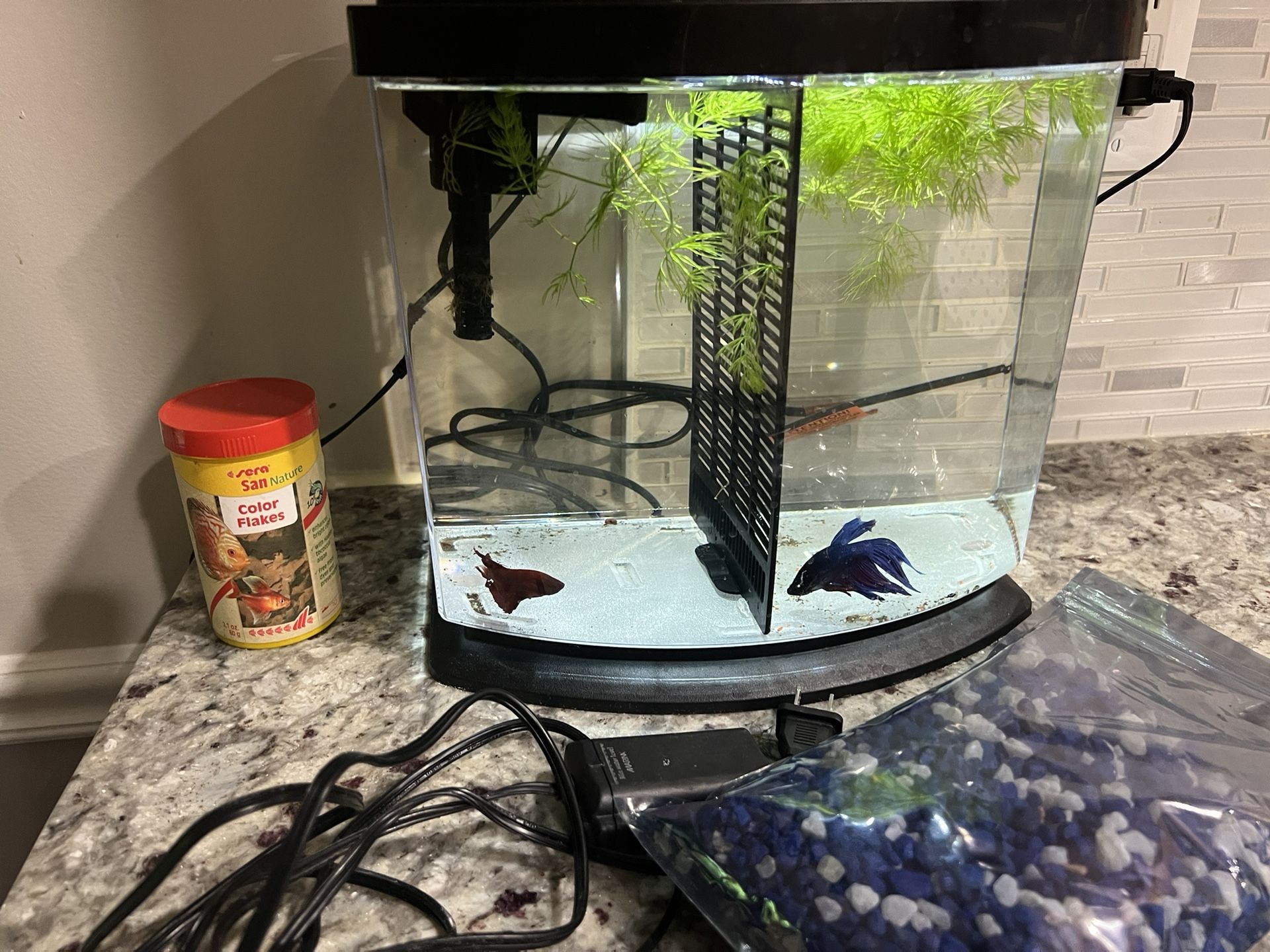 Aqueon Betta Tank with Two Bettas