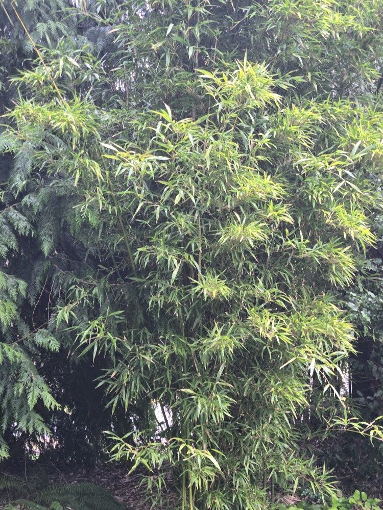 Golden Bamboo