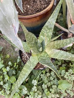 Assorted Medium Cactus