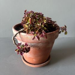 Live Trailing Burgundy Coleus Plant Potted 8" Rustic Terracotta Houseplant