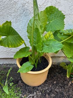 Elephant Ears plants