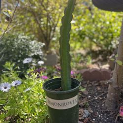Dragon Fruit Cuttings Plant  In A Pots