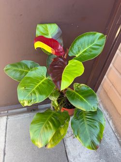 8” huge philodendron red moon