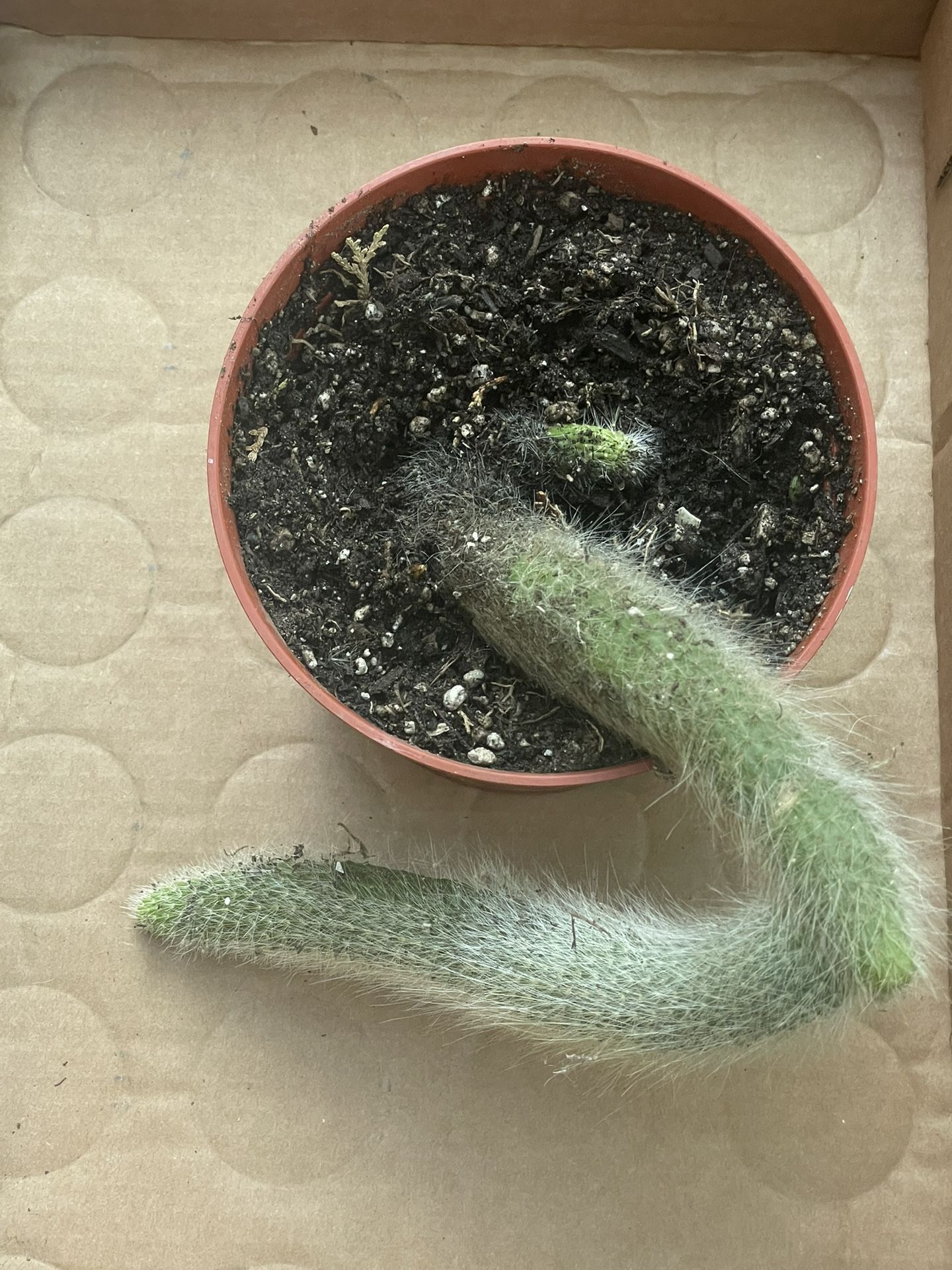 Monkey Tail