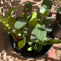 Patio Plant In 5 Gallon Pot