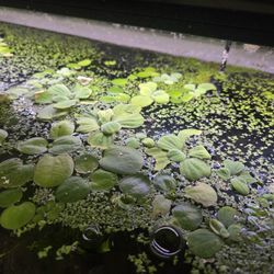 Floating Aquarium Plants