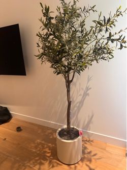 Fake Olive Tree