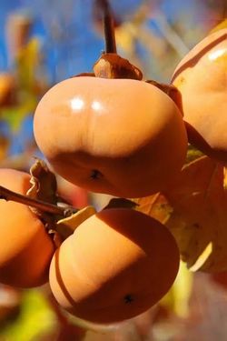 Grafted persimmon Fuyu tree