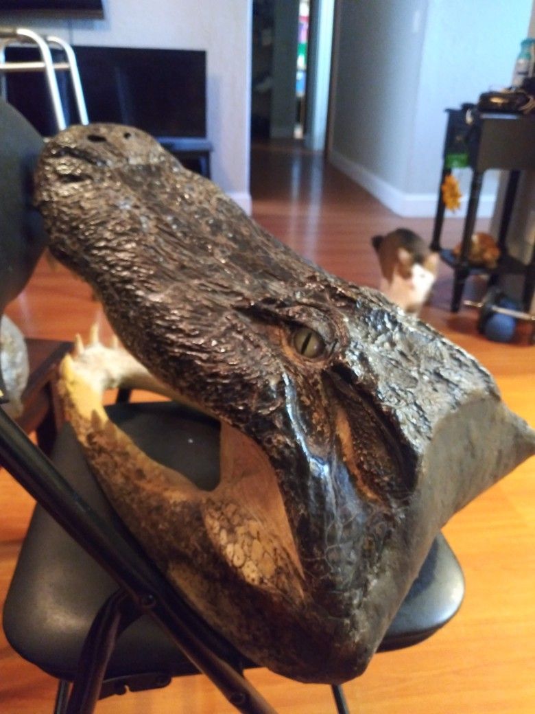 20 Inch Authentic Taxidermy Alligator Head
