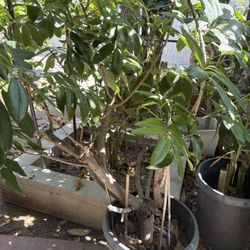 Longan Tree- Flowering 