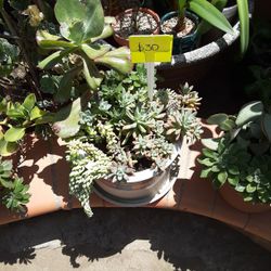 Succulent plant