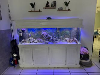 Salt water fish tank
