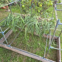 Spider Plants Bulk Smaller Batch 