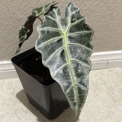 Alocasia Polly/ elephant ear plant