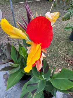 Canna Lily Plants $20