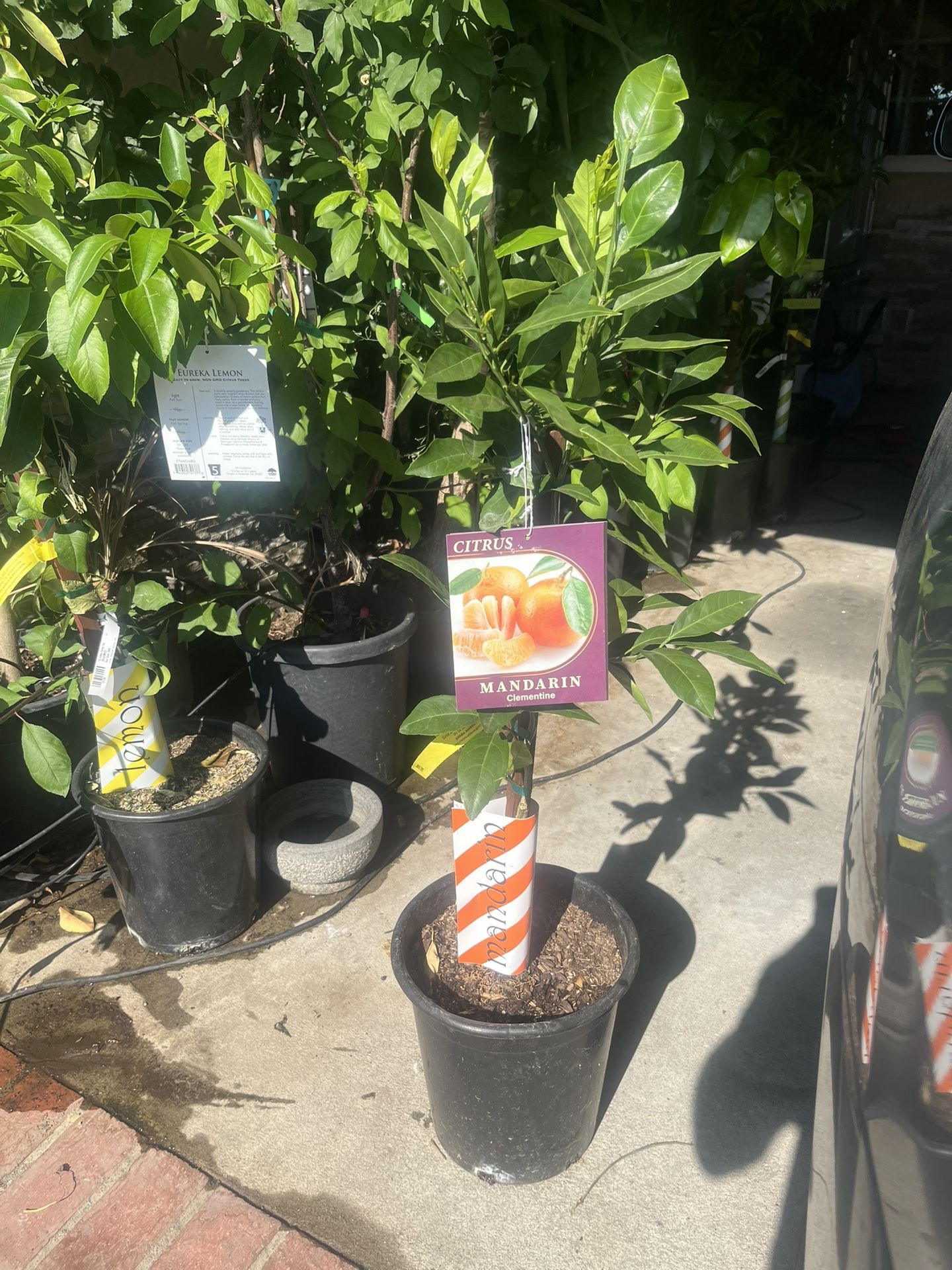 Clementine Mandarine Citrus Tree - Grafted & Organically Grown for Sweet, Juicy Fruit!