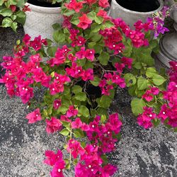 BLOOMING BOUGAINVILLEA PLANTS IN A POT $25