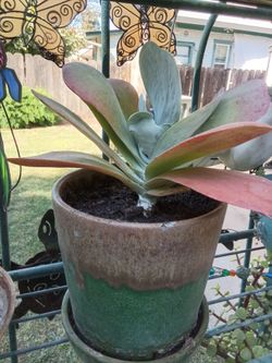 These Succulents are $5 Each