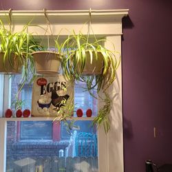 Spider Plants Indoor