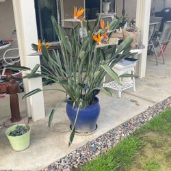 Bird Of Paradise Huge Plants