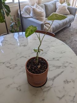 Syngonium Plant With Terracotta Pot