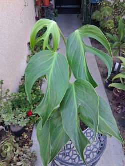 Monstera Burle Marx FLAME Plant $80