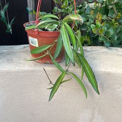 Hoya Wayettii Green “6 Inch Pot
