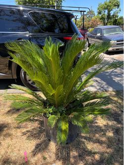 SAGO PALM