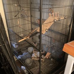 Large Parrot Cage And Dog Cages 