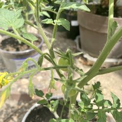 Organic Cherry Tomato Plants