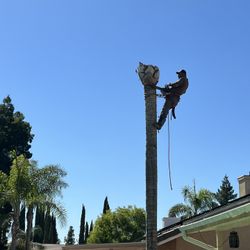 Palm Trees And Trees 