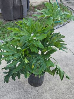 Philodendron split leaf live