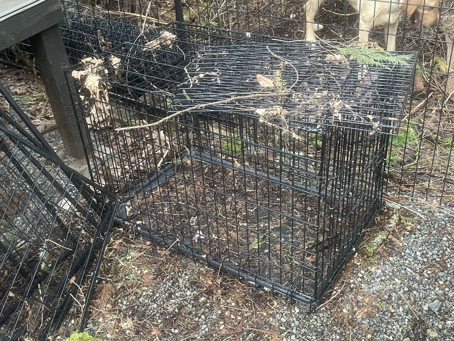 Medium And Large Kennel