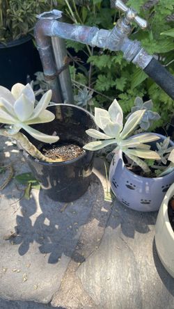 Plantas a  2 dólares