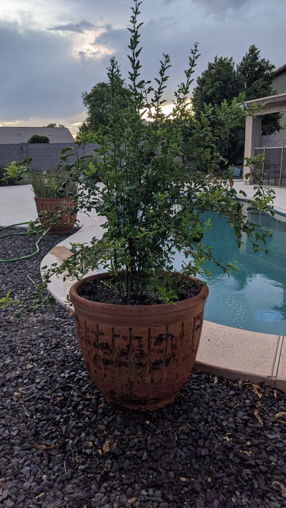 Orange Tree & XL Plant Pot