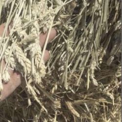 #1 wheat hay heavy bales