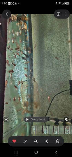 Flowerhorn juveniles