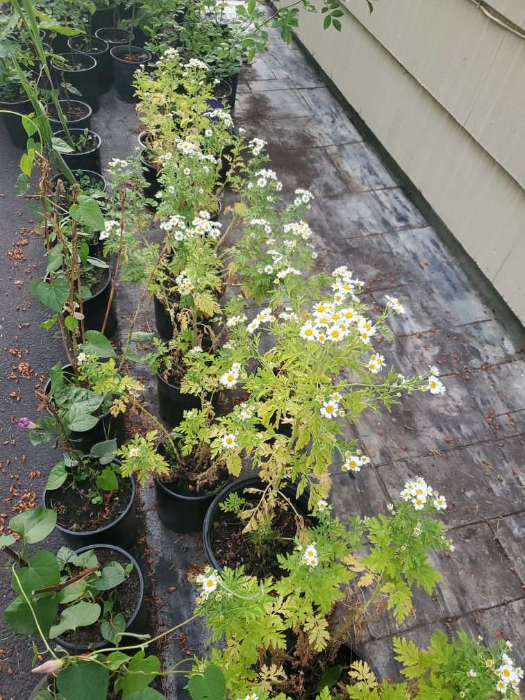 Perennial Plant Each $5