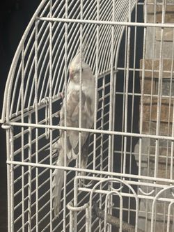 One year old female Kakatoo and cage
