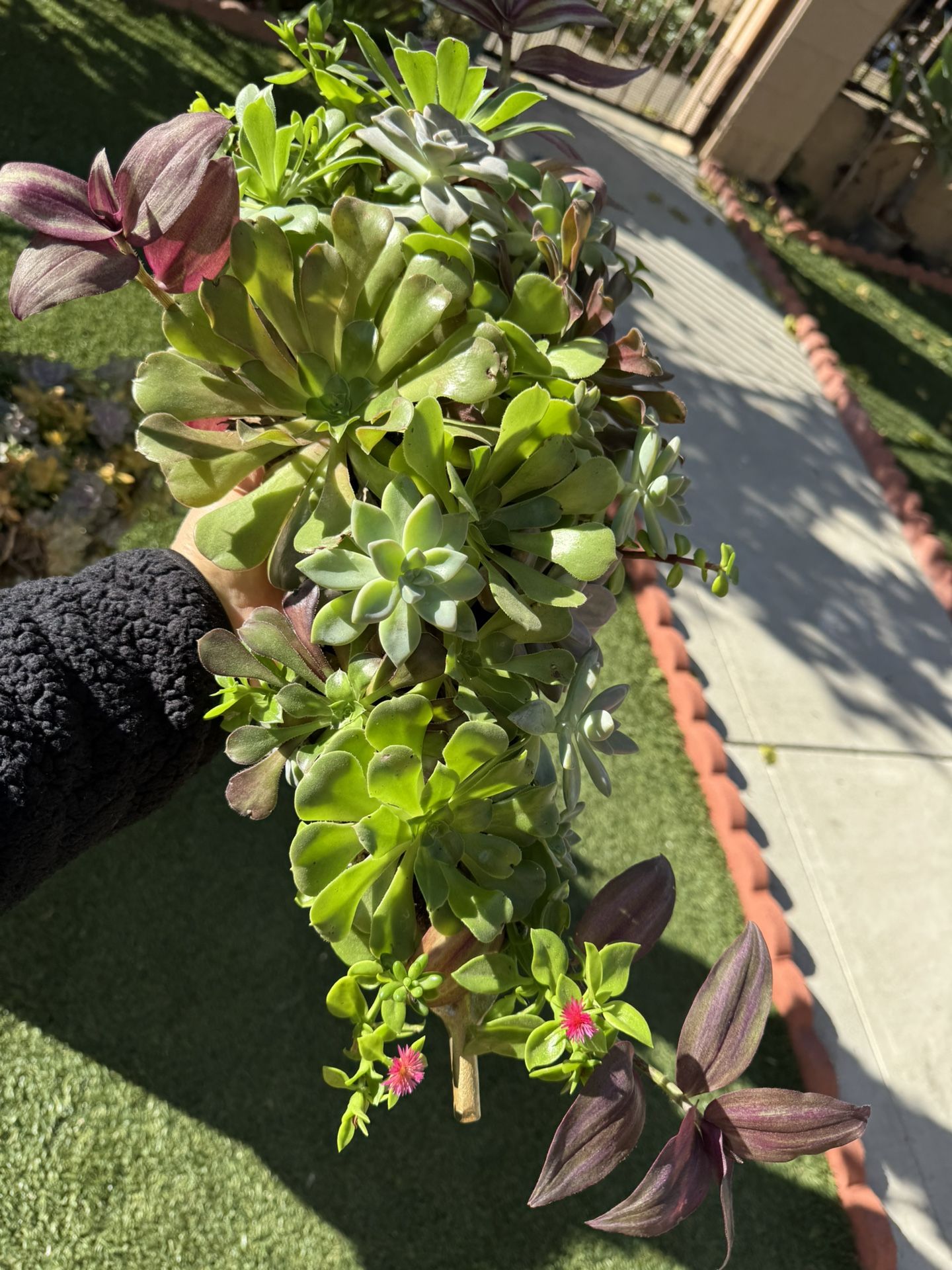 Very Beautiful Succulent Arrangement