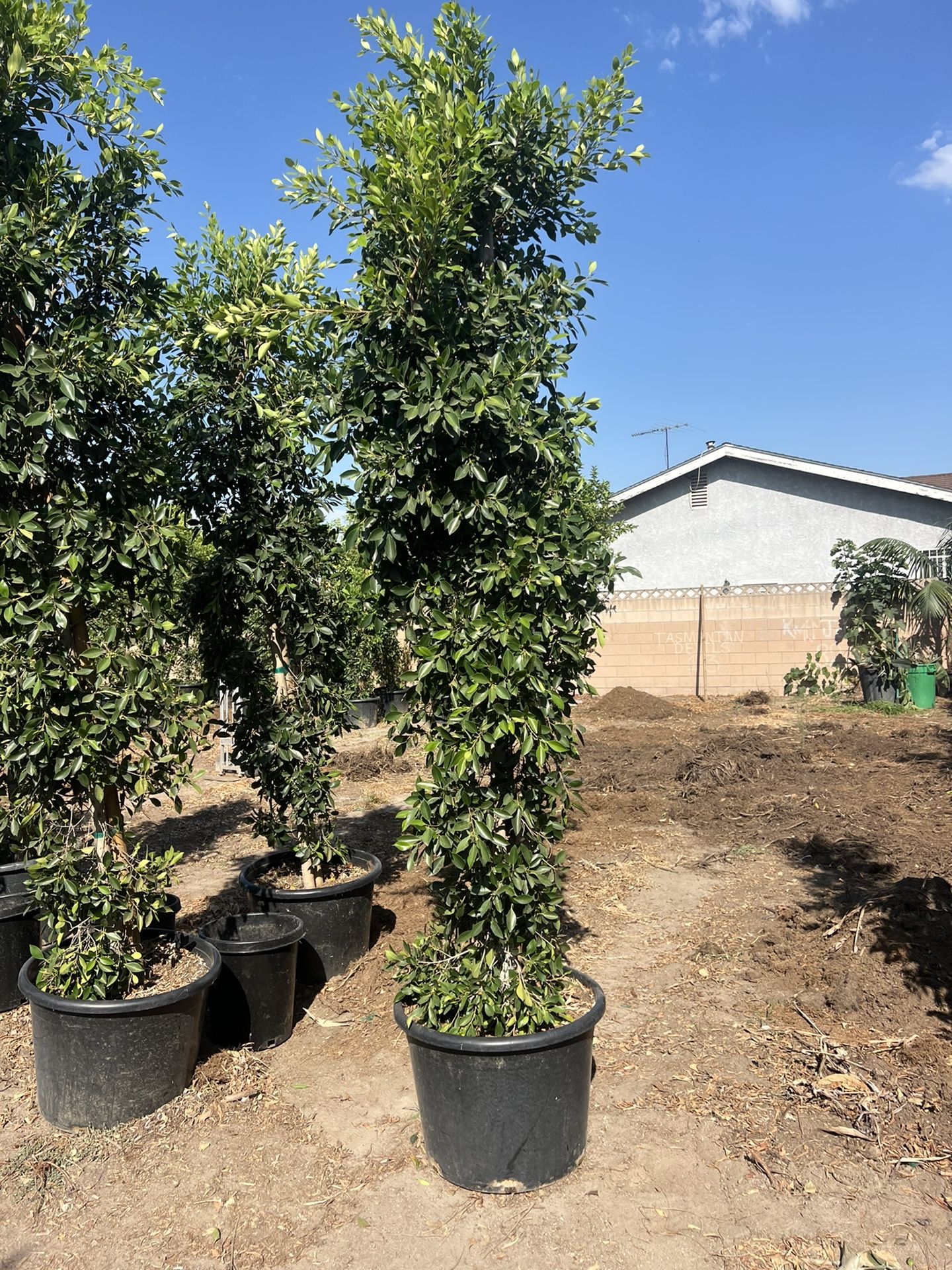 25 gallon Ficus Nitida Indian Laurel