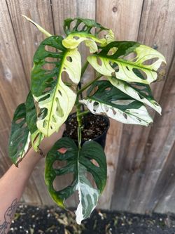 Variegated Monstera Albo Adansonii