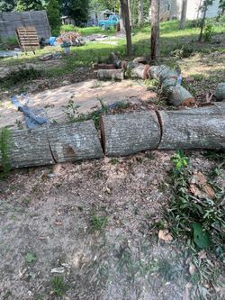 Pieces of trees