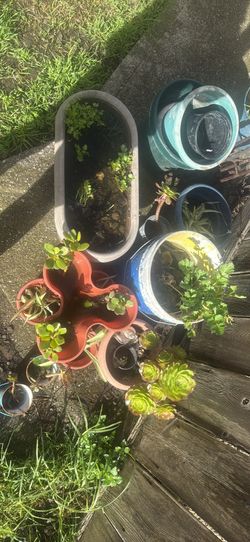 Free stuff- ceiling hangers, succulents, other screw/nails and gizmos, kitchenware books, coffee mugs, jewelry