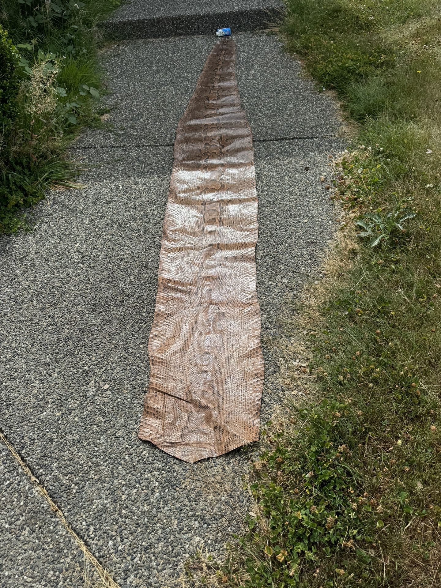 Rare Full Body Super Long Rock Python Snake Skin Shed Hide Vintage Real!