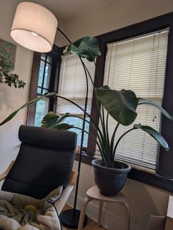 Bird of Paradise