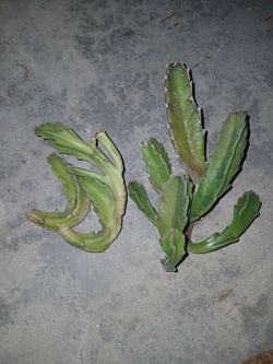 Succulent cactus plant obo