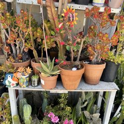 Houses Plants SALE ANY DAY 