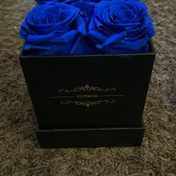 Blue Roses